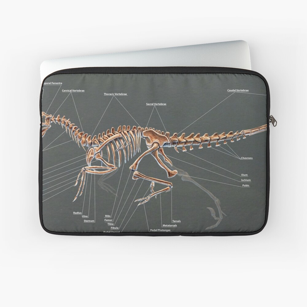 dakotaraptor skeleton