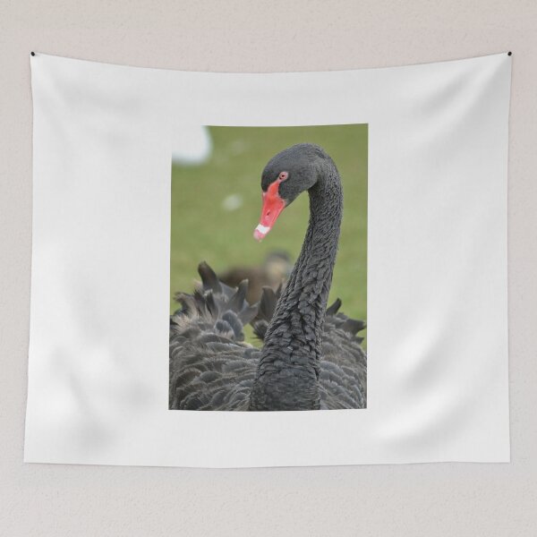 Item preview, Black Swan designed and sold by TheaShutterbug.