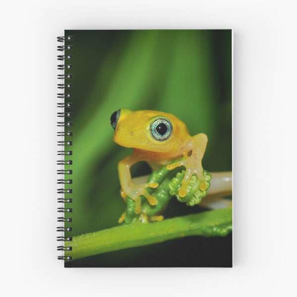 Item preview, Madagascar Yellow Reed Frog designed and sold by ReptileAmphibia.