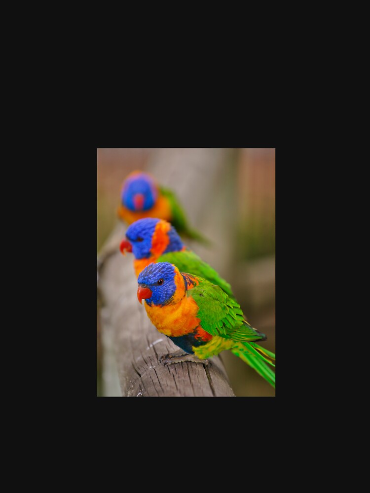 rainbow lorikeets by rogersmith