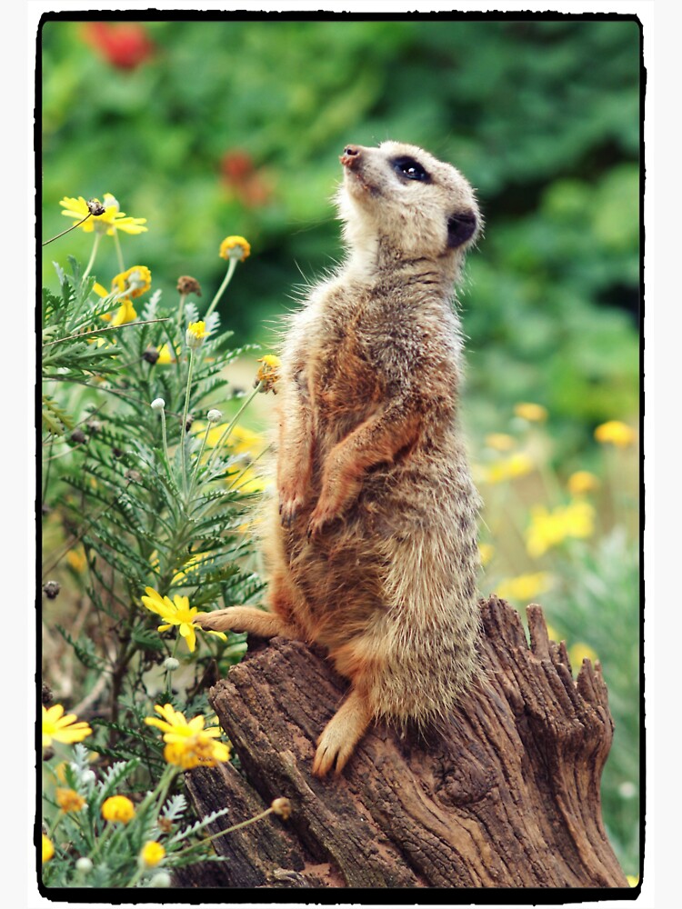 meerkat magic by rogersmith