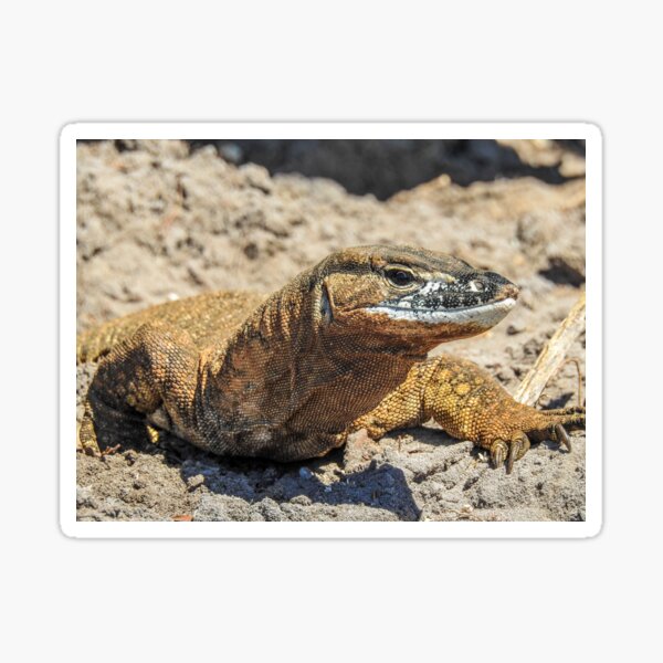 Item preview, Sand Monitor / Gould's Monitor / Goanna designed and sold by Benjamin Scholz.