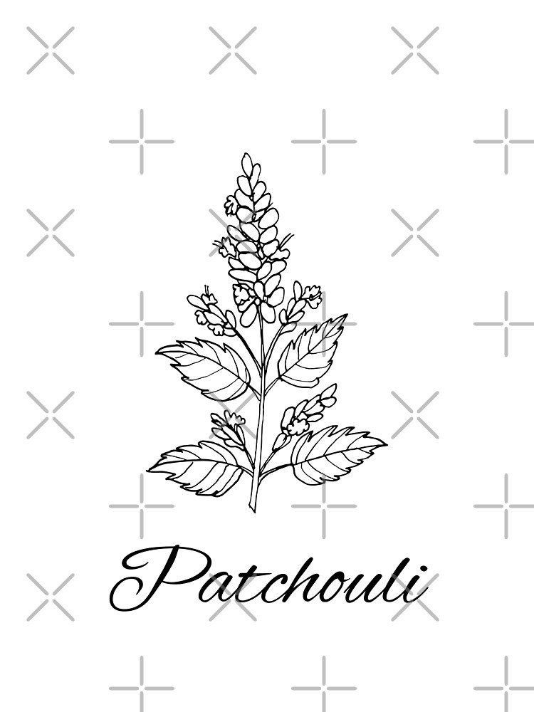 Patchouli, flower, floral, herbs, kitchen art, plant, linear art, linear  herbs