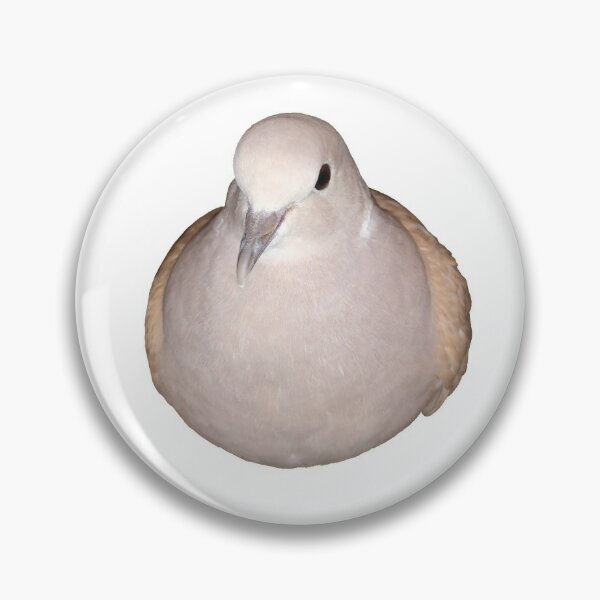 Pigeon Baby Bird Accessories Redbubble