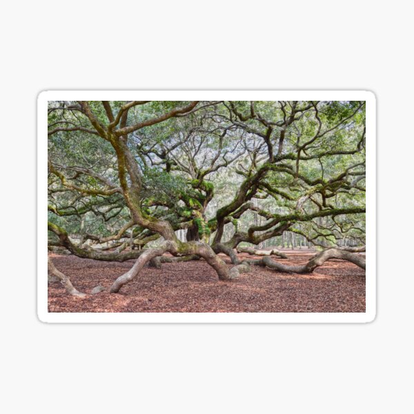Item preview, Under Angel Oak, South Carolina designed and sold by Catherine Sherman.
