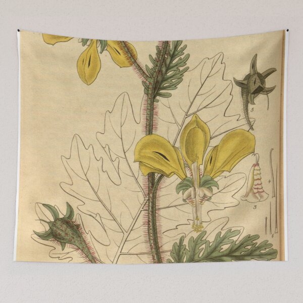 Item preview, Curtis's botanical magazine (Plate 3057) (8411479816) designed and sold by EsotericBotanic.
