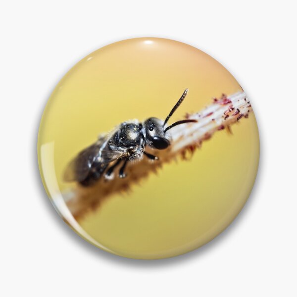 Item preview, Stingless bee resting on a flower stem designed and sold by hendrikspix.