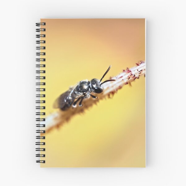 Item preview, Stingless bee resting on a flower stem designed and sold by hendrikspix.