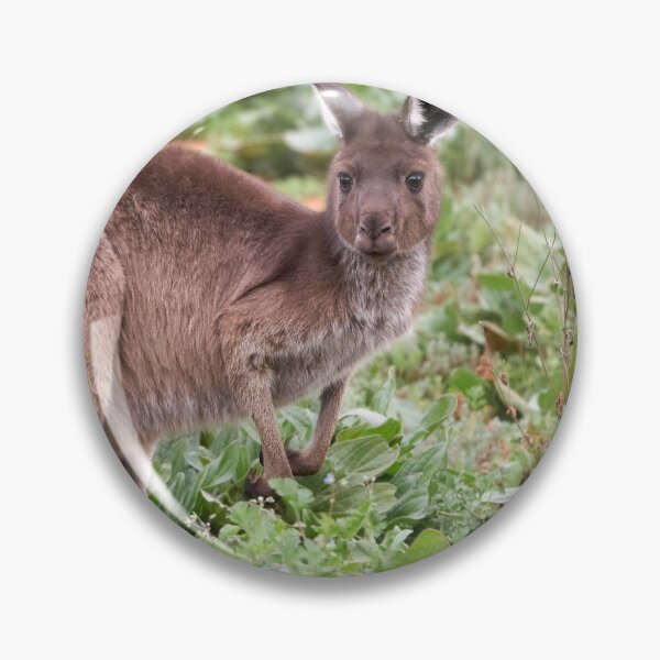 Item preview, Western Grey Kangaroo designed and sold by Robert Elliott.
