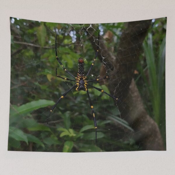 Item preview, A macro photo of a spider (a giant Golden Orb Weaver) designed and sold by AhMath.