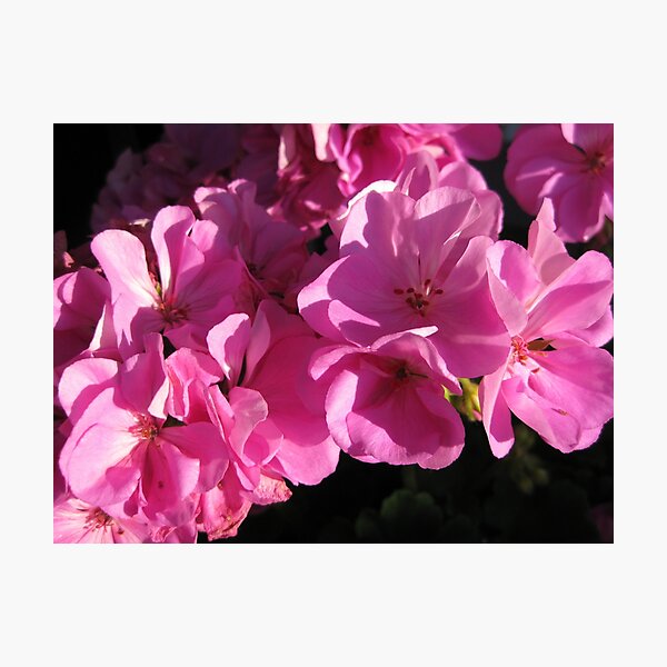 Item preview, Pink Geranium Flowers designed and sold by FlowersAndMore.
