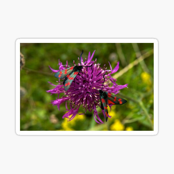 Greater Knapweed with "6-spot Burnet" Moths Sticker
