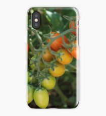 Date Tomatoes Ripening on Vine iPhone Case