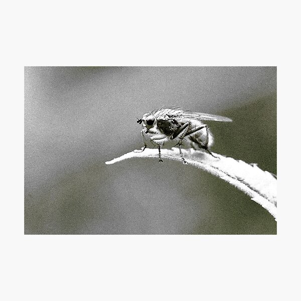 Item preview, Fly on the Wall designed and sold by cuprum.