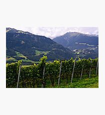 Vineyard Photographic Print