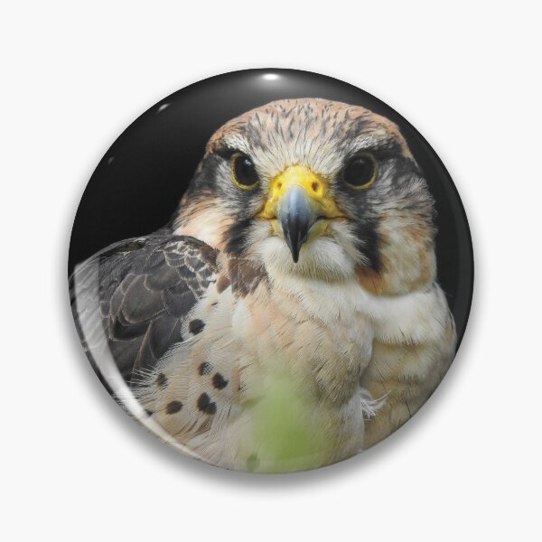 Artikelvorschau, Falcon Portrait - Tier- und Naturfotografie entworfen und verkauft von Dan Shachar.