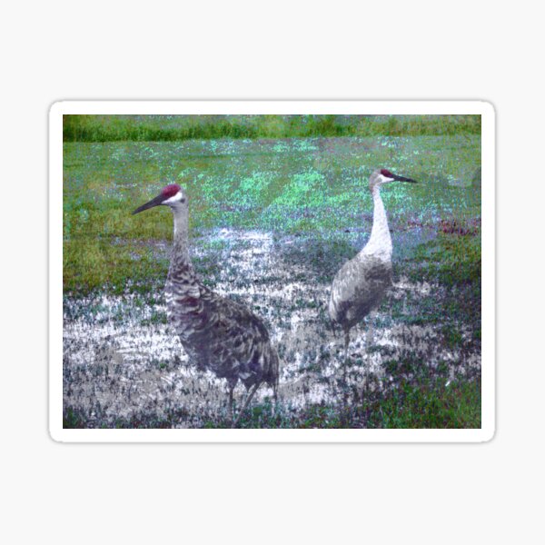 Item preview, Save the Fading Sandhill Cranes designed and sold by SandyMoulder.