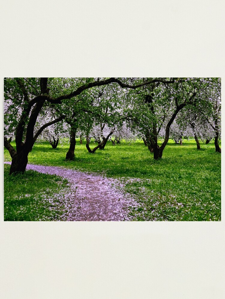 Thumbnail 1 of 3, Photographic Print, Apple Garden May Blossoming designed and sold by Mallorn.