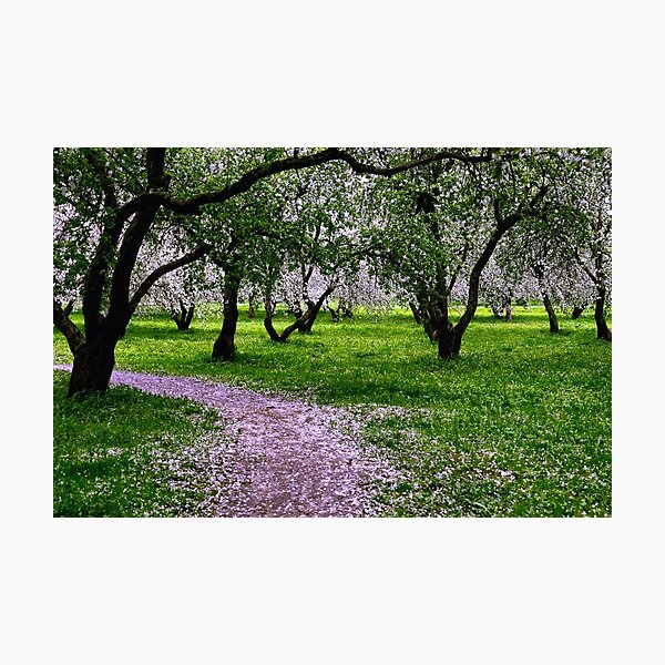 Photographic Print