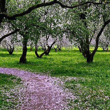 Artwork thumbnail, Apple Garden May Blossoming by Mallorn