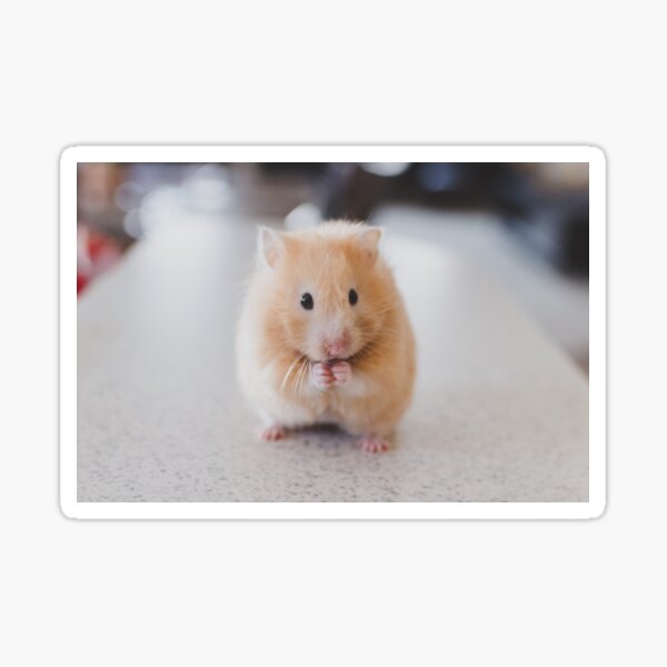 Aperçu de l'œuvre Hamster mignon créée et vendue par cgroenewald.