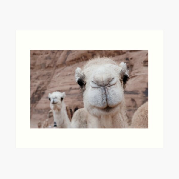 Two funny camels Art Print