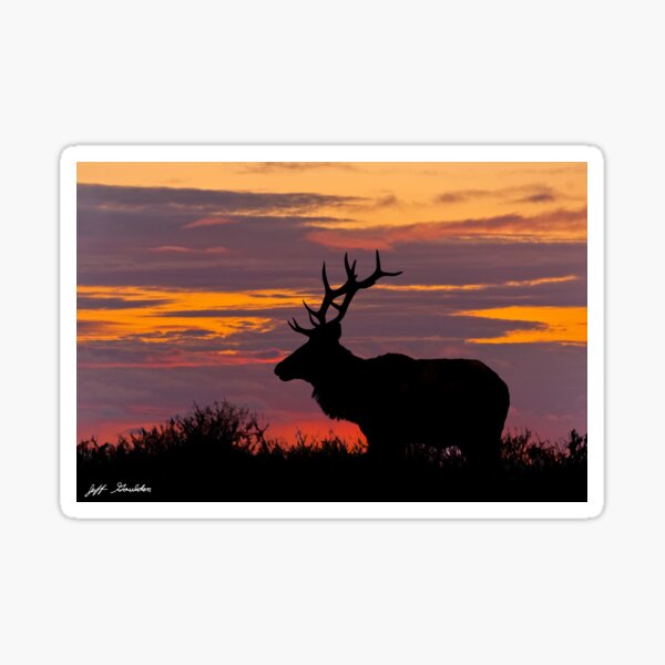 Bull Tule Elk Silhouetted at Sunset Sticker