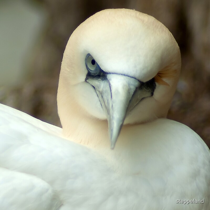 One Eyed Bird Wink By Steppeland Redbubble