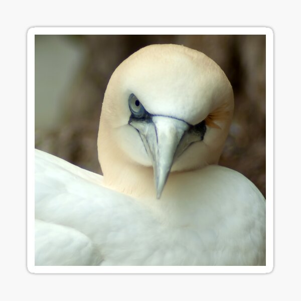 One Eyed Bird Wink Sticker