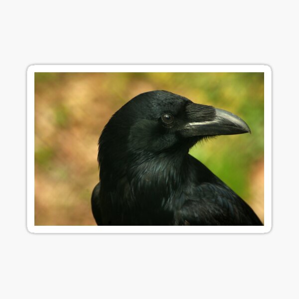 Raven, totem bird ... Sticker