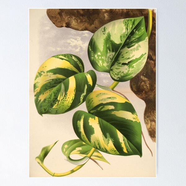 Item preview, Pothos Plant designed and sold by BlueSpecsStudio.