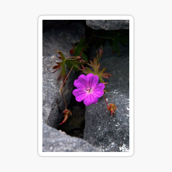 Bloody Cranesbill, Dun Aengus, Inishmore Sticker