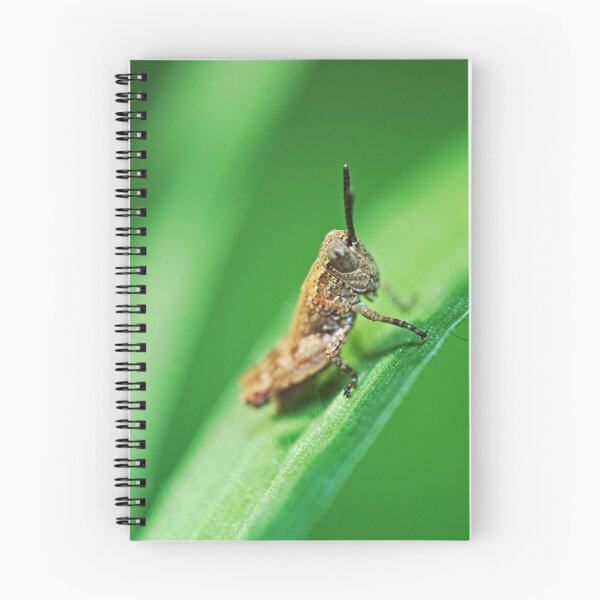 Item preview, Tiny grasshopper on a blade of grass macro photo designed and sold by hendrikspix.