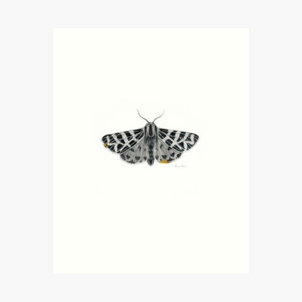 Kintsugi - A graphite drawing of a Tiger Moth by artist Brooke Figer Art Print
