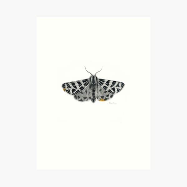 Kintsugi - A graphite drawing of a Tiger Moth by artist Brooke Figer Art Print
