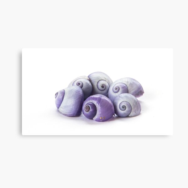 Janthina Shells Metal Print