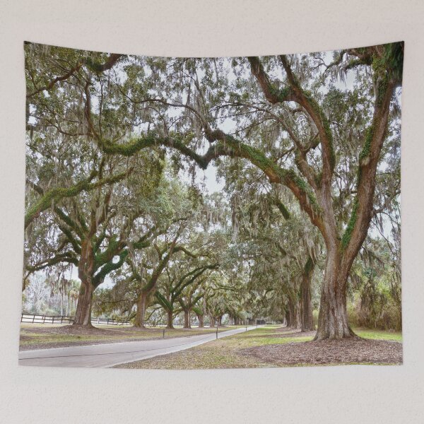 Item preview, Avenue of the Oaks, South Carolina designed and sold by Catherine Sherman.