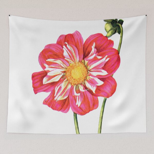 Item preview, Vintage Dahlia 'Ami Nonin' Botanical Print designed and sold by Douglas E. Welch Design and Photography.