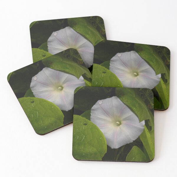 Item preview, Pale Pink Morning Glory designed and sold by OrangeEden.