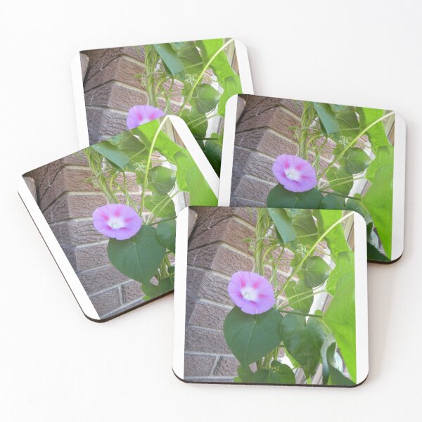 Artikelvorschau, Rosa Morning Glory entworfen und verkauft von OrangeEden.