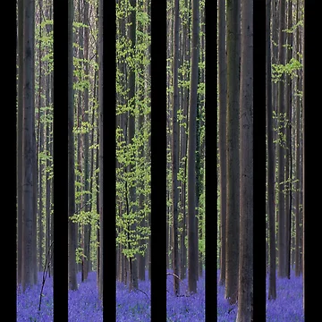 Artwork thumbnail, Forest Pattern by FootPrintRepub