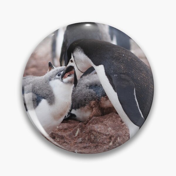 Item preview, Chinstrap Penguin and Chick ~ "Al fresco dining" designed and sold by Robert Elliott.