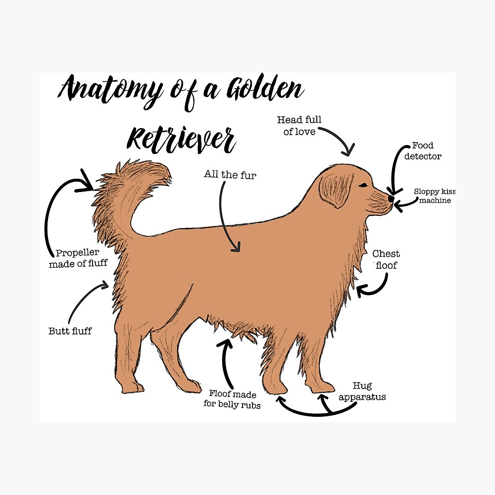 Anatomy Of A Golden Retriever | laboratoriomaradona.com.ar