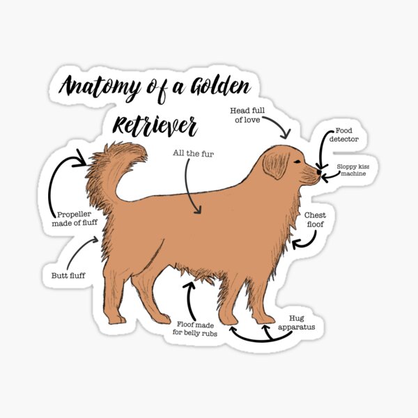 Anatomy of a Golden Retriever Sticker