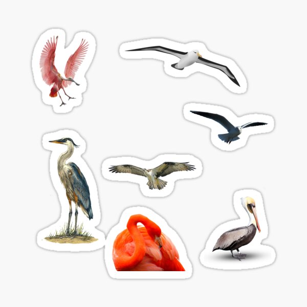 Item preview, Florida Keys Birds  designed and sold by KeysTreasures.