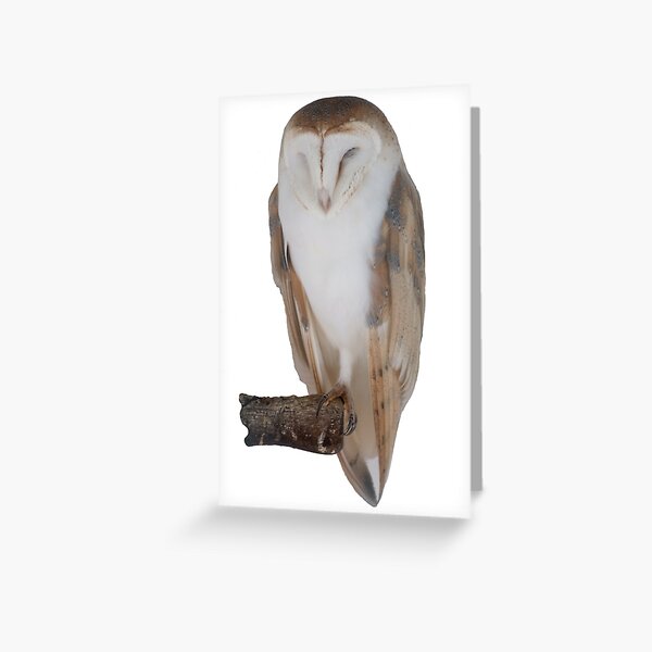 White owl at rest Greeting Card
