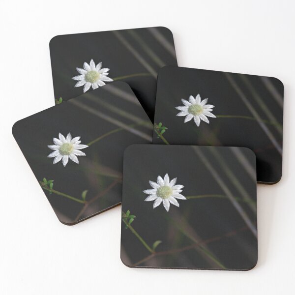 Item preview, Actinotus minor (Lesser Flannel Flower) designed and sold by Robert Elliott.