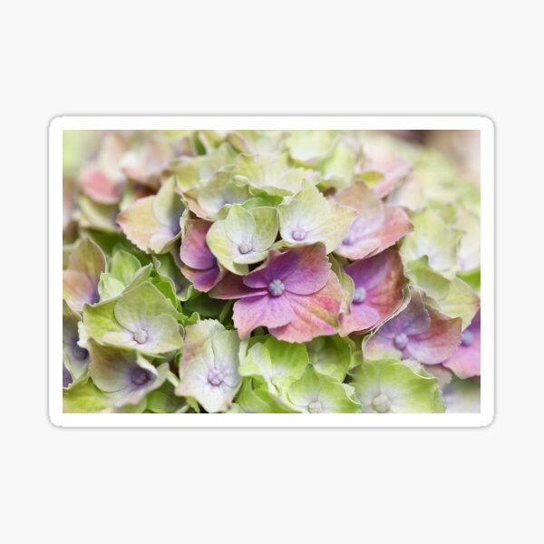 Hortensien Traum - Hydrangea Dream Sticker