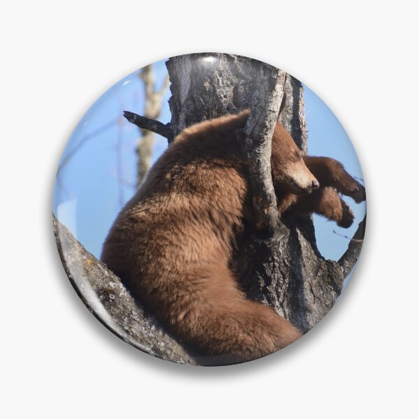Item preview, Napping Yearling American Black Bear in a Tree designed and sold by NottingHill.