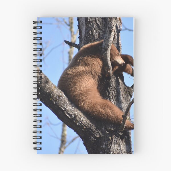 Item preview, Napping Yearling American Black Bear in a Tree designed and sold by NottingHill.